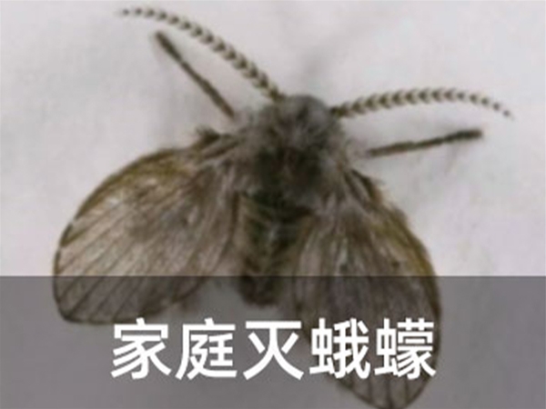 家庭灭蛾蠓